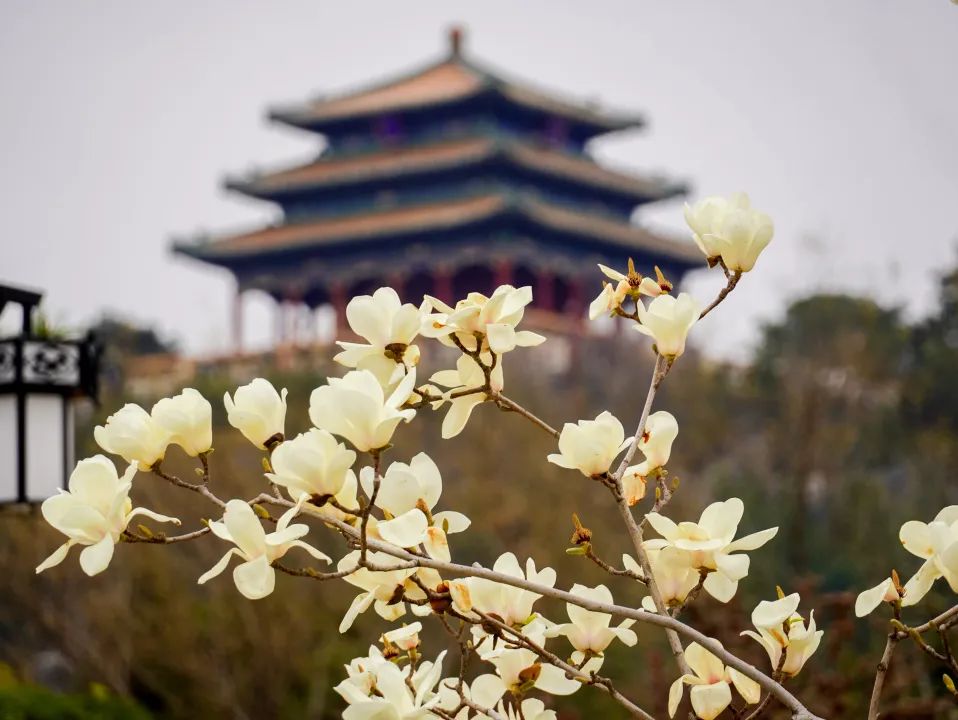 Jingshan Park Spring Blossom